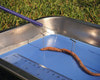 Anatomy Lab Earthworm Specimen, 8-10 Inches, Vacuum Packed, Preserved earthworm specimen for dissection