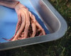 Anatomy Lab Squid Specimen, 8-11 Inches, Vacuum Packed, Preserved Squid Specimen for Dissection