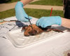 Anatomy Lab Preserved Bullfrog Specimen for Dissection, 5-6 Inches, Vacuum Packed