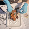 Anatomy Lab Preserved Bullfrog Specimen for Dissection, 5-6 Inches, Vacuum Packed