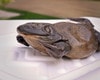 Anatomy Lab Preserved Bullfrog Specimen for Dissection, 5-6 Inches, Vacuum Packed