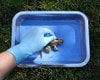 Anatomy Lab Preserved 4 - 5 Inch Grass Frog Specimen for Dissection, Vacuum Packed