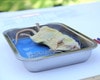 Anatomy Lab Rat Specimen, 7-9 Inches, Vacuum Packed, Preserved Specimen for Dissection