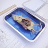 Anatomy Lab Rat Specimen, 7-9 Inches, Vacuum Packed, Preserved Specimen for Dissection
