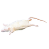 Anatomy Lab Rat Specimen, 7-9 Inches, Vacuum Packed, Preserved Specimen for Dissection