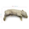 Approximate dimensions of the pig specimen, about 14 inches