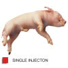 Anatomy Lab Fetal Pig Specimen, Vacuum Packed, Single Injection
