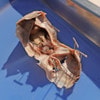 Anatomy Lab Preserved Sheep Brain Specimen, Vacuum Packed