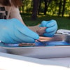 Image of the kidney being dissected in context, showing a bisected view