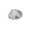 Anatomy Lab Preserved Sheep Heart Specimen, Vacuum Packed