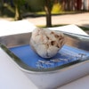 Anatomy Lab Preserved Sheep Heart Specimen, Vacuum Packed