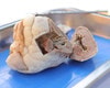 Anatomy Lab Preserved Sheep Heart Specimen, Vacuum Packed