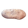 Anatomy Lab Preserved Mammal Organs Specimen Set for Dissection, Package of Pig Kidney