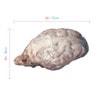 Anatomy Lab Preserved Mammal Organs Specimen Set for Dissection, Package of Sheep Brain