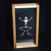 Anatomy Lab Grassfrog (Rana forreri) Real Bone Articulated Skeleton, Mounted with Cover