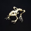 Anatomy Lab Bullfrog (Rana catesbeiana) Real Bone Articulated Skeleton