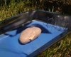 Sheep Kidney Dissection Kit Sheep Kidney Dissection Kit