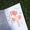 Sheep Kidney Dissection Kit Sheep Kidney Dissection Kit