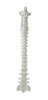 FlexBone Training Model - Vertical Spinal Column, C1 to Sacrum