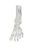 FlexBone Training Model - Full Foot with Distal, Tibia, and Fibula