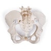 Flexible Human Female Pelvis Anatomy Model, Flexibly Mounted