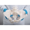 Flexible Human Female Pelvis Anatomy Model, Flexibly Mounted