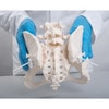 Flexible Human Female Pelvis Anatomy Model, Flexibly Mounted