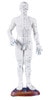 Chinese Acupuncture Figure, Male, 50 cm