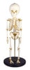 14 to 16-Month Old Child Skeleton