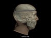 Adult Head (Openable) for X-Ray CT, US, MRI