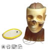 Adult Head (Openable) for X-Ray CT, US, MRI