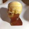 Adult Head (Openable) for X-Ray CT, US, MRI