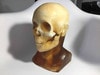 Static Adult Male Head Phantom Model