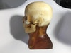 Static Adult Male Head Phantom Model
