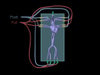 Adult Female Heart for X-Ray CT, US, MRI