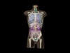 Adult Male Human Torso Phantom Model - Design