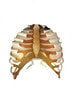 Advanced Adult Male Human Torso Phantom Model