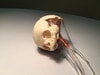 Dynamic Newborn Baby Head Phantom Model