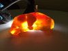Newborn Baby Torso Phantom Model