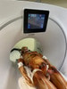 Adult Male Full Body X-Ray/CT and MRI Phantom Model