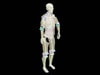 Adult Male Full Body X-Ray/CT and MRI Phantom Model - Product designs