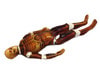 Adult Male Full Body X-Ray/CT and MRI Phantom Model