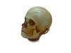 Pediatric 4-Year Old Full Body Phantom Model with Carry Case