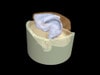 Adult Ear Phantom Model