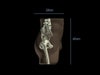 Adult Pelvis for X-Ray CT, US, MRI