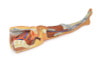 3D Printed Lower Limb - Superficial Dissection with Male Left Pelvis - Used, Sold As-Is