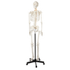 Axis Scientific Classic Human Skeleton with Study and Numbering Guide GIF 360 Degree Rotation