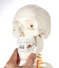 Axis Scientific Classic Human Skeleton with Study and Numbering Guide Detachable Skull, Mandible being Opened