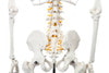 Axis Scientific Classic Human Skeleton with Study and Numbering Guide Closeup of mid-section