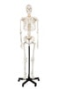 Axis Scientific Classic Human Skeleton with Study and Numbering Guide Model